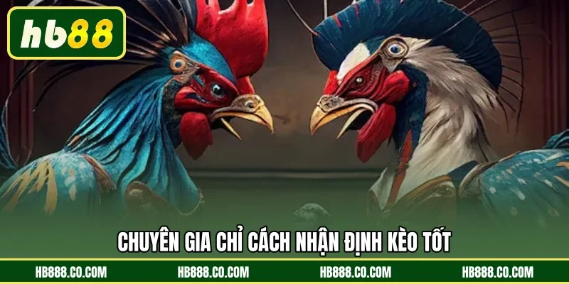 Chuyên gia chỉ cách nhận định kèo tốt