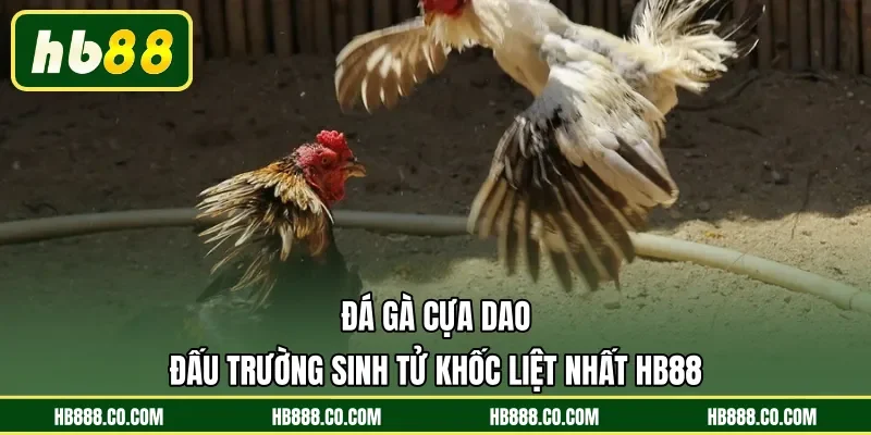 Đá Gà Cựa Dao | Đấu Trường Sinh Tử Khốc Liệt Nhất HB88