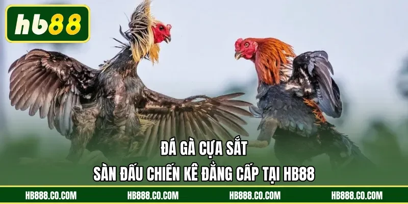 Đá Gà Cựa Sắt | Sàn Đấu Chiến Kê Đẳng Cấp Tại HB88