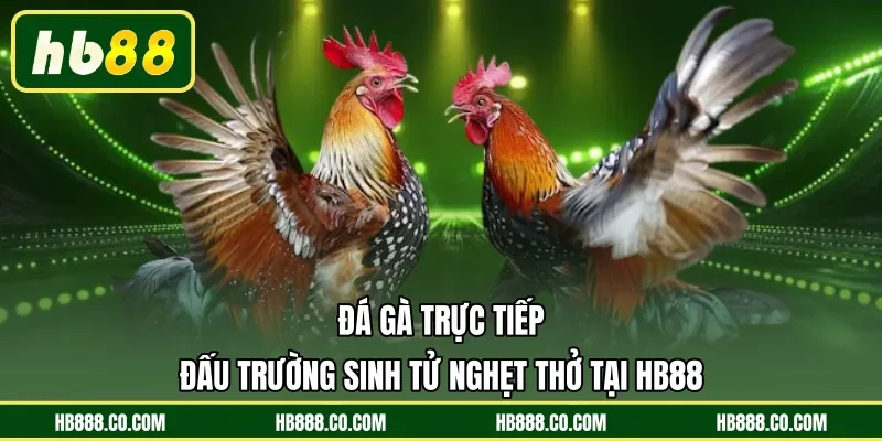 Đá Gà Trực Tiếp | Đấu Trường Sinh Tử Nghẹt Thở Tại HB88
