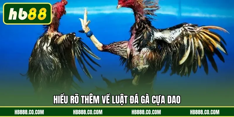 Hiểu rõ thêm về luật đá gà cựa dao