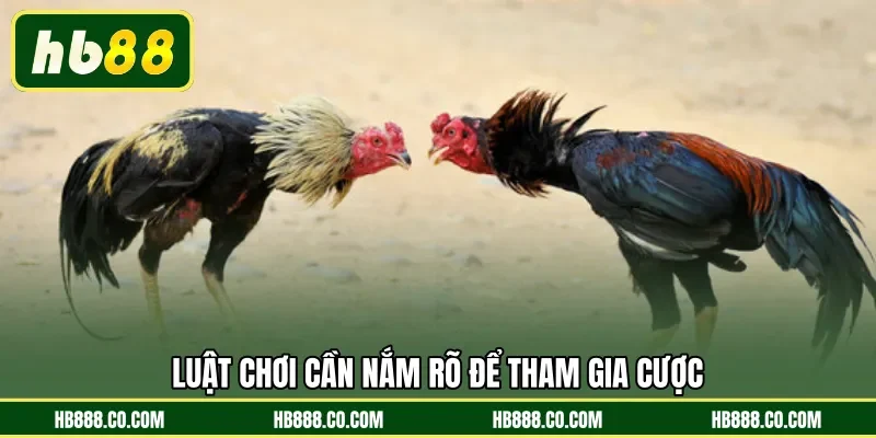 Luật chơi cần nắm rõ để tham gia cược 