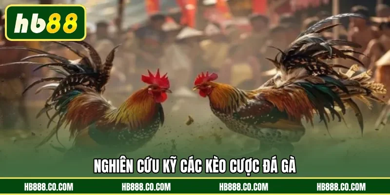 Nghiên cứu kỹ các kèo cược đá gà 