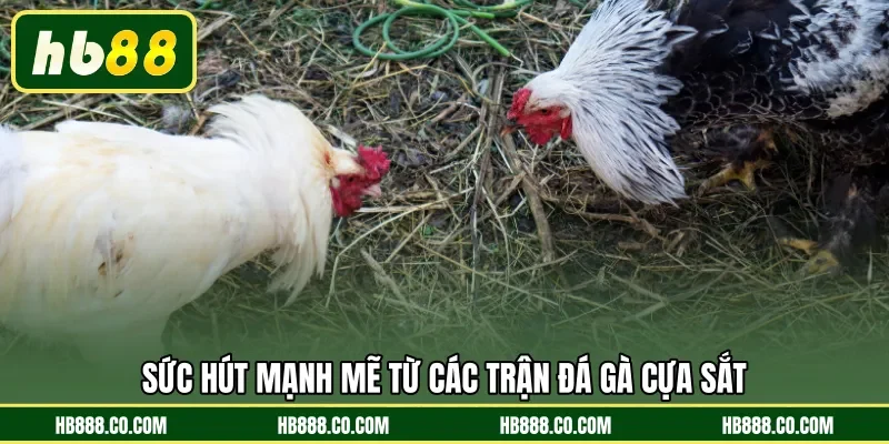 Sức hút mạnh mẽ từ các trận đá gà cựa sắt