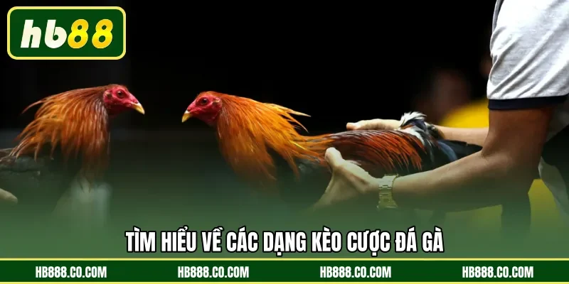 Tìm hiểu về các dạng kèo cược đá gà