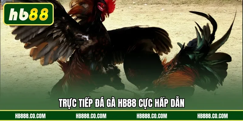 Trực tiếp đá gà HB88 cực hấp dẫn