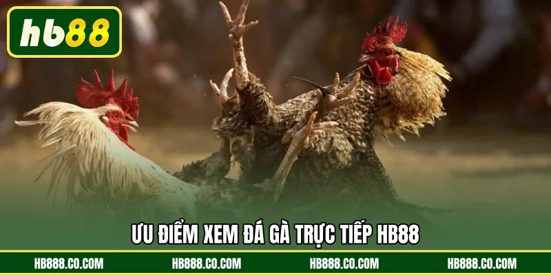 Ưu điểm xem đá gà trực tiếp HB88