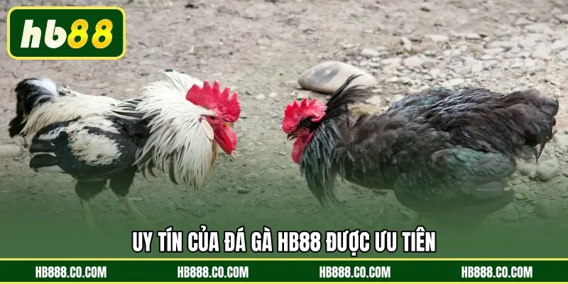 Uy tín của Đá Gà HB88 được ưu tiên